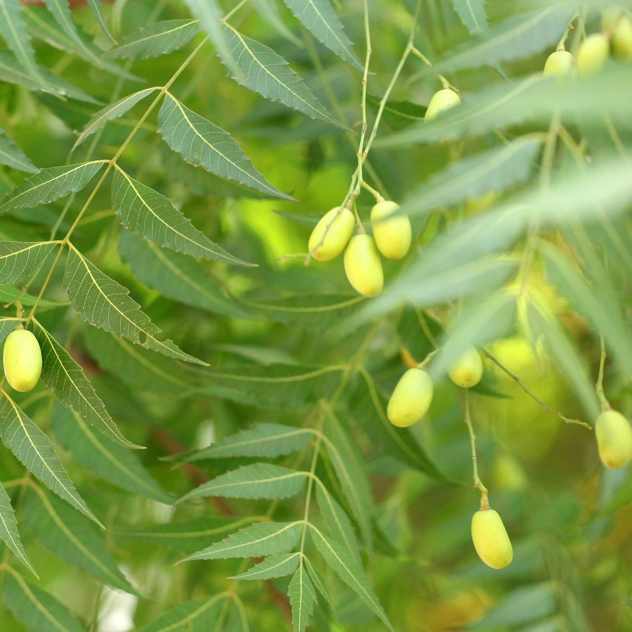 Neem Oil including emulsifier