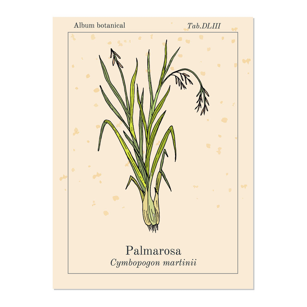 Palmarosa Essential Oil