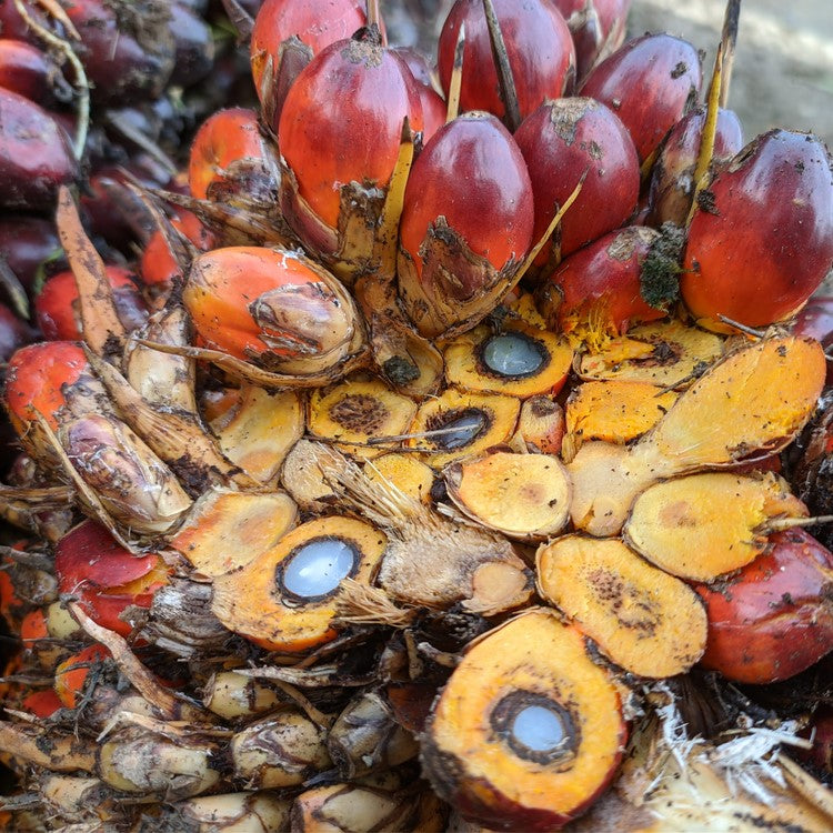 Palmöl raffiniert