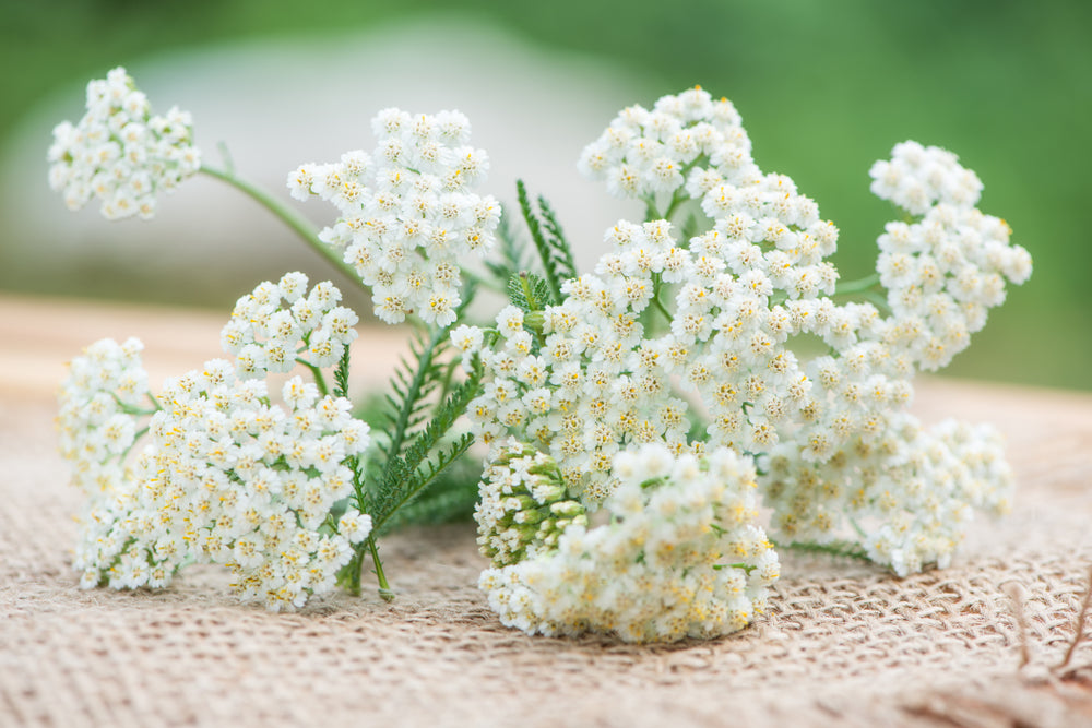 Yarrow Chamazulene Blue Essential Oil