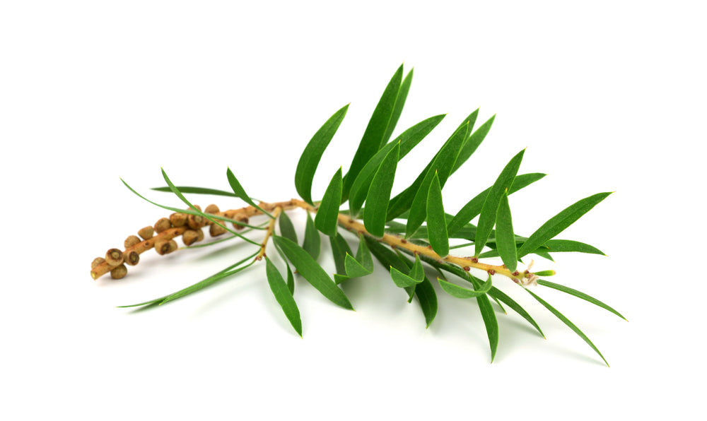 Tea Tree Organic Essential Oil