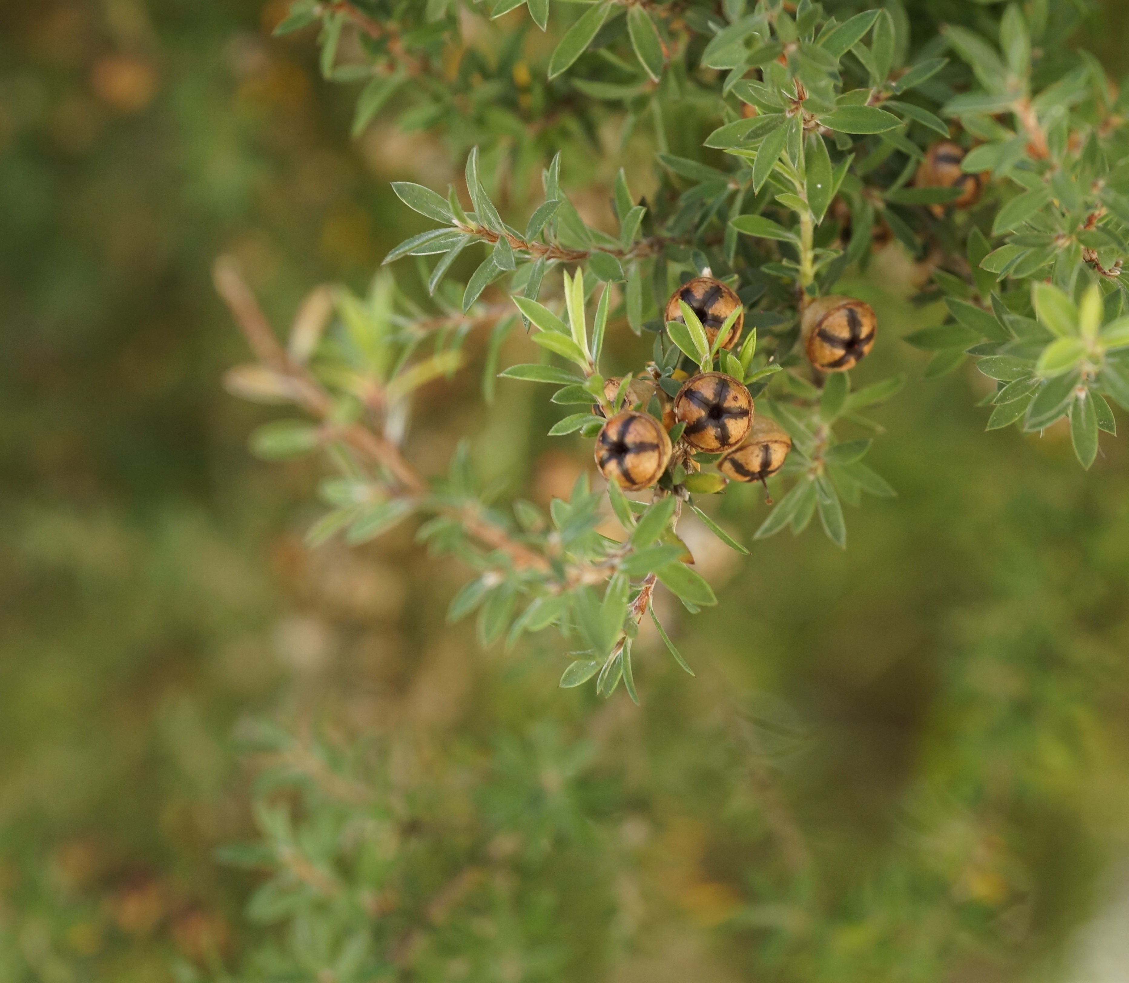 Tea Tree Organic Essential Oil