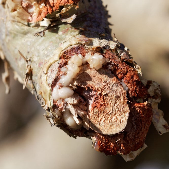 Frankincense Essential Oil Organic