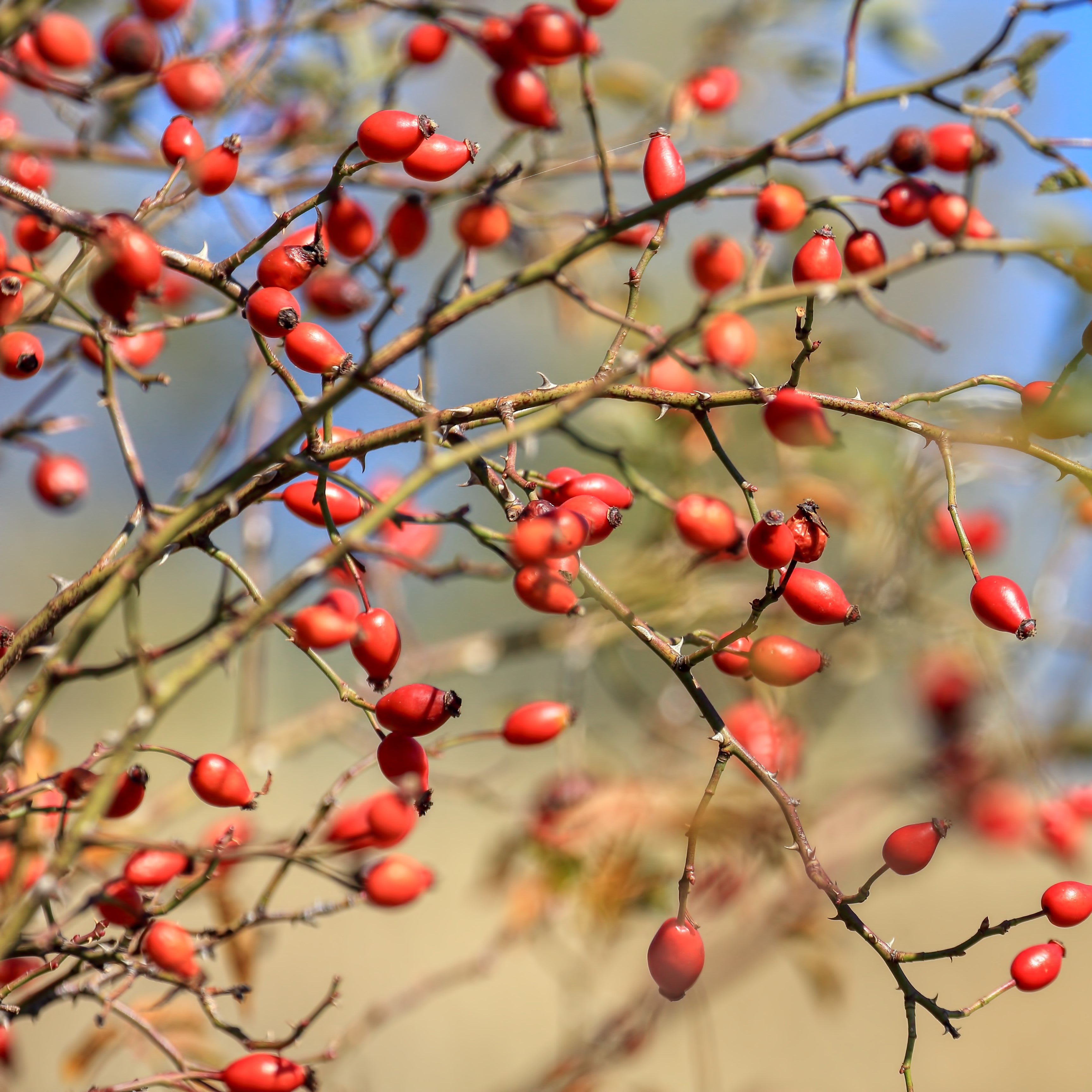 Rosehip Seed Oil Organic cold pressed