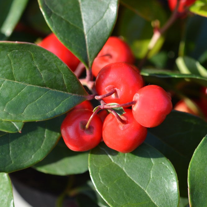 Wintergreen Organic Essential Oil