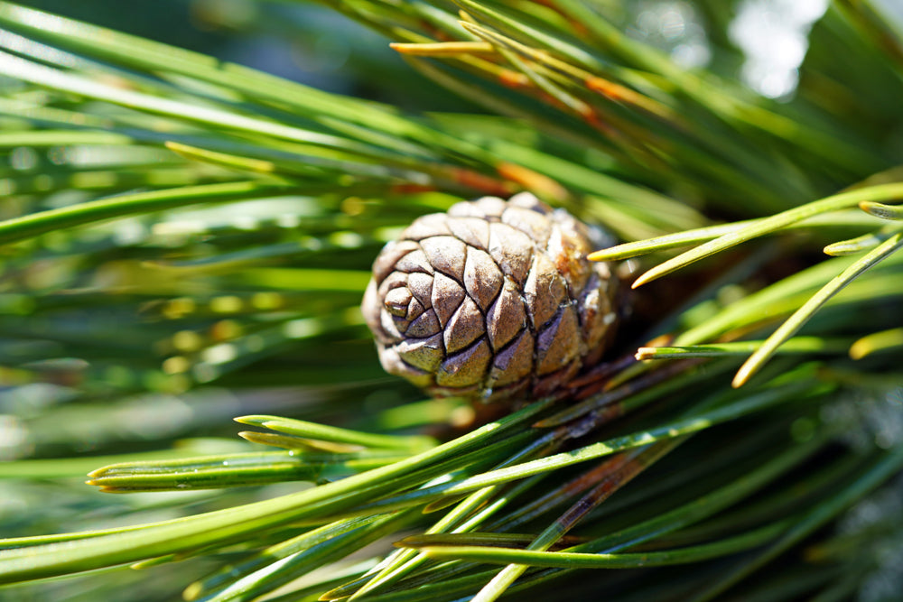 Stone Pine Organic Essential Oil