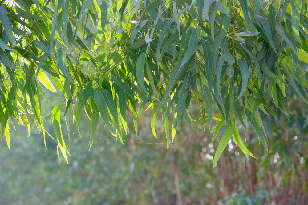 Zitroneneukalyptus 10 ml, ätherisches Öl