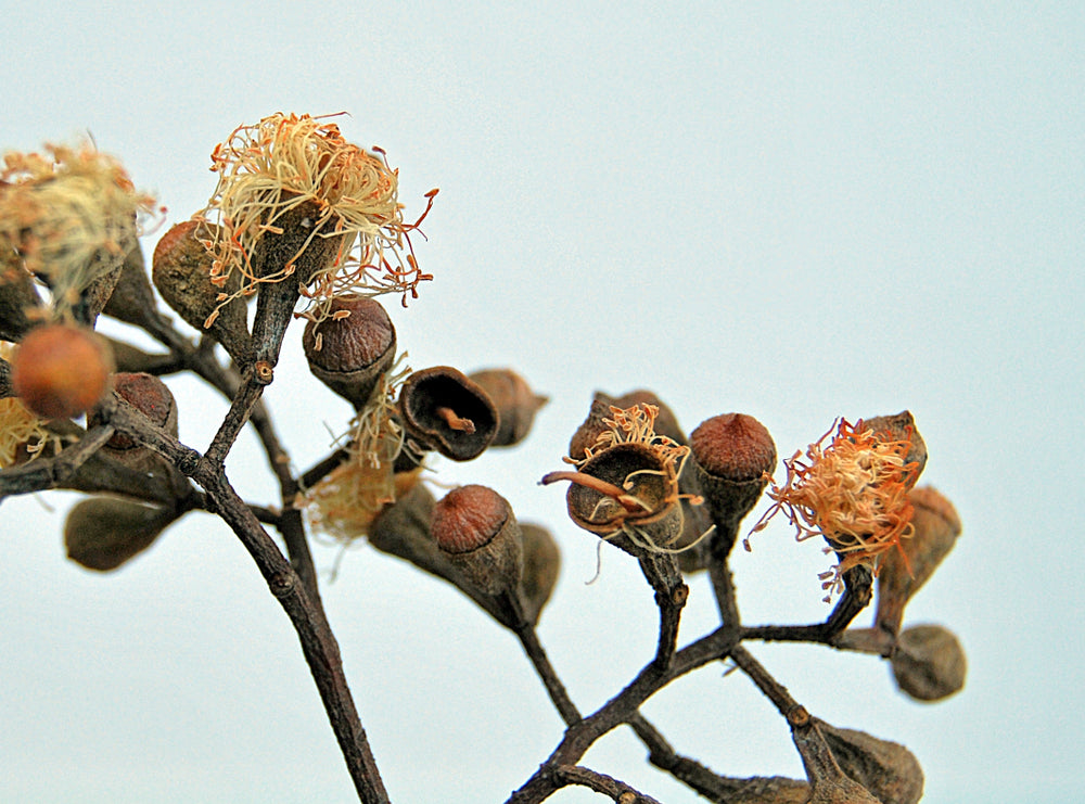 Eucalyptus Citriodora Essential Oil