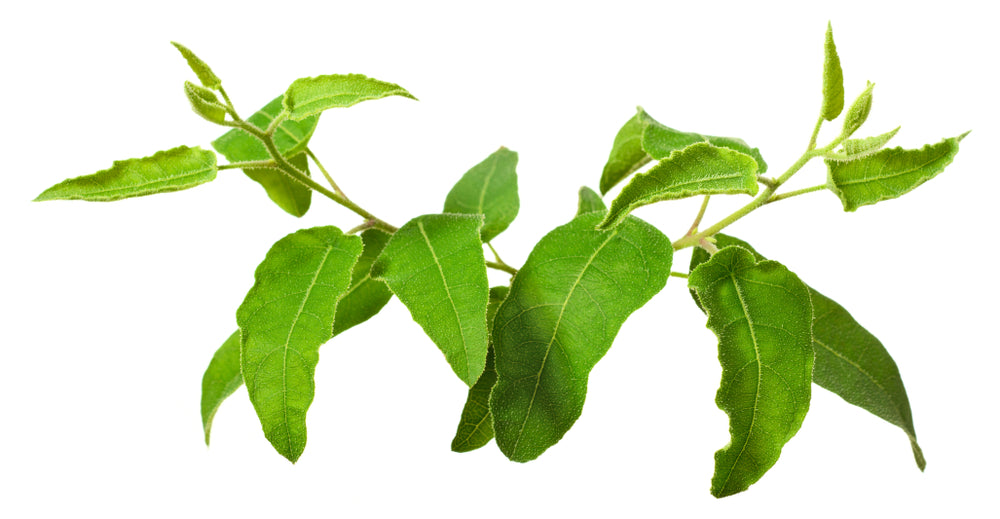 Eucalyptus Citriodora Essential Oil