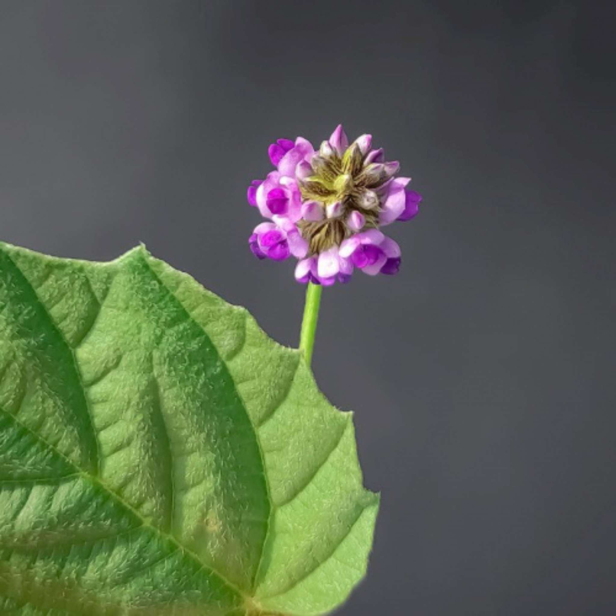 Bakuchiol verkapselt