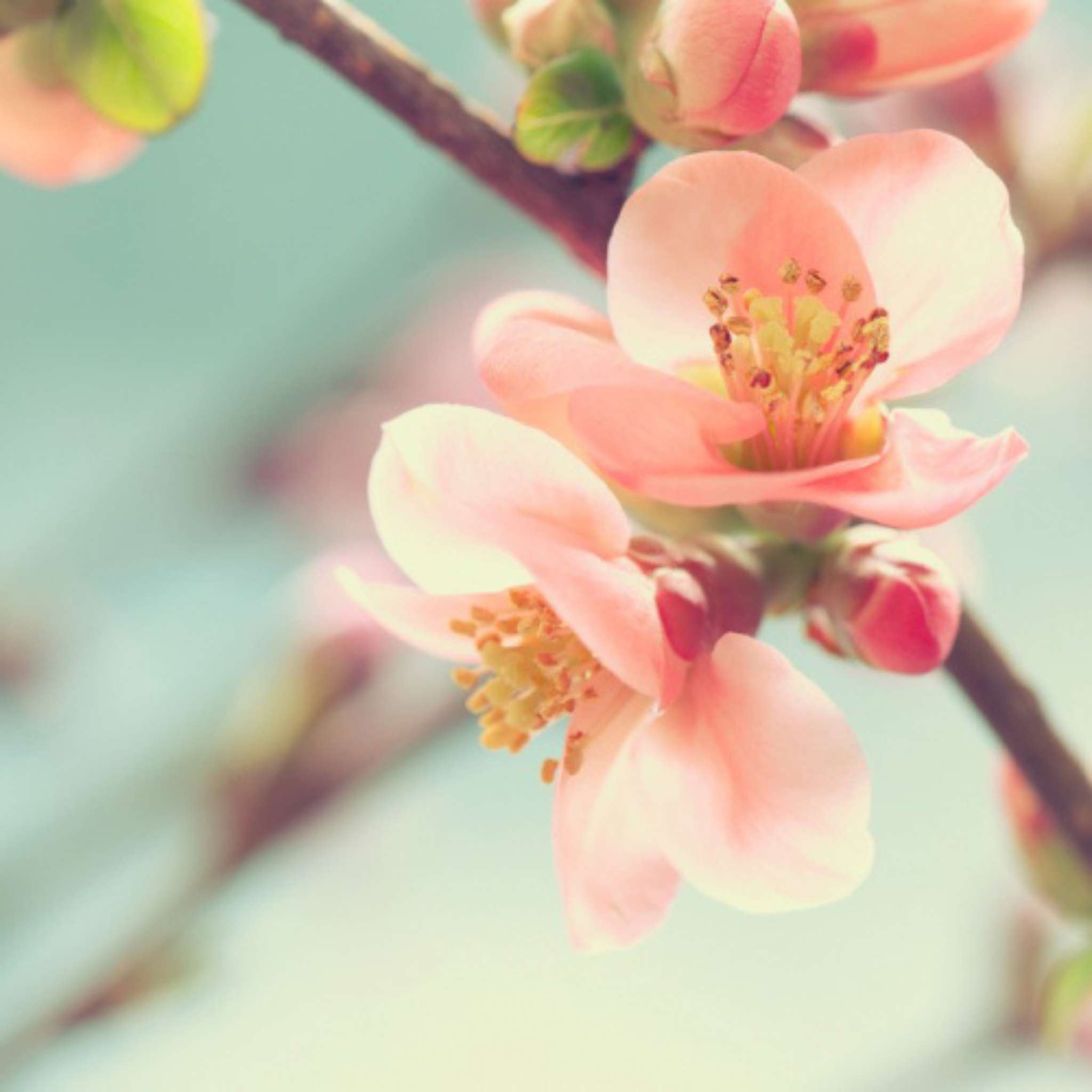 Cherry Blossom kosmetisches Duftöl