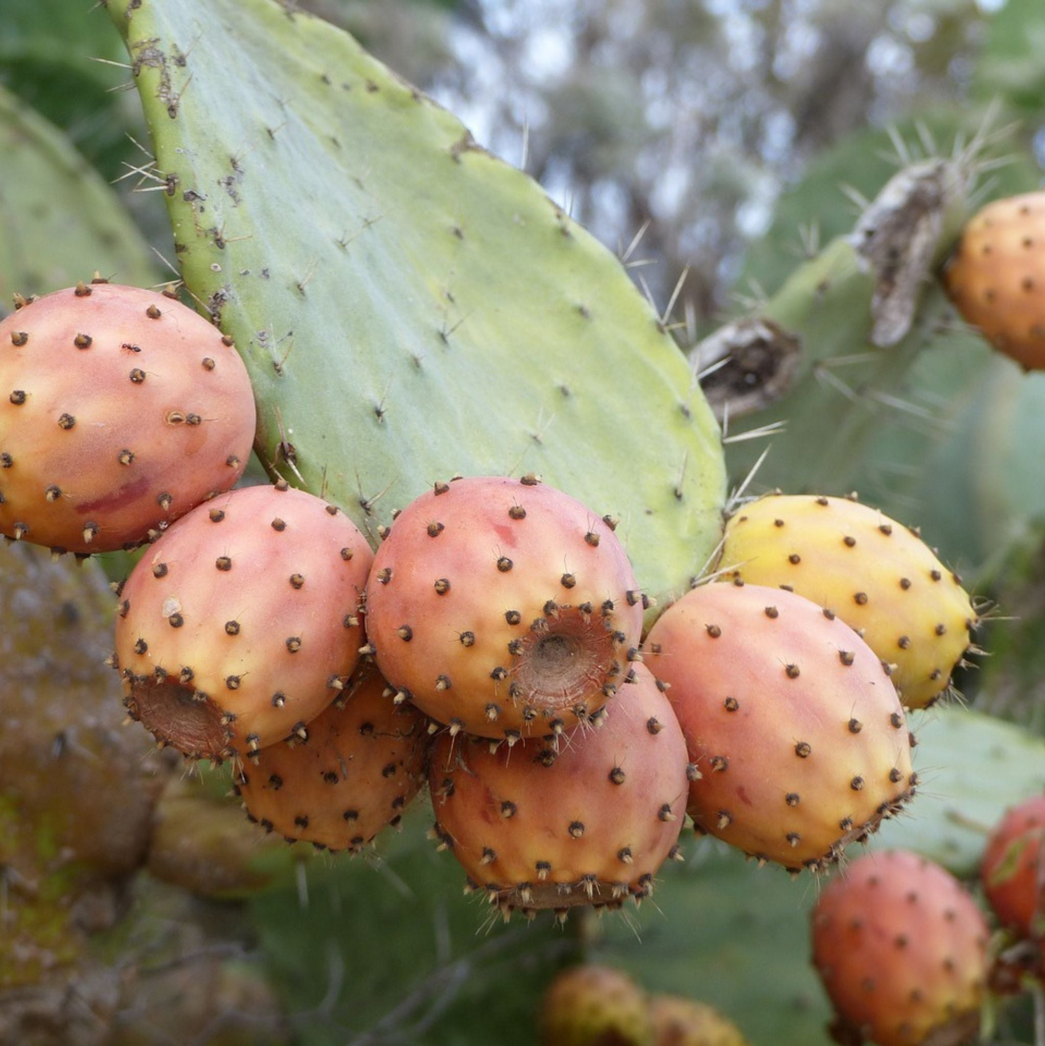 Kaktusfeigenöl kalt gepresst 30 ml