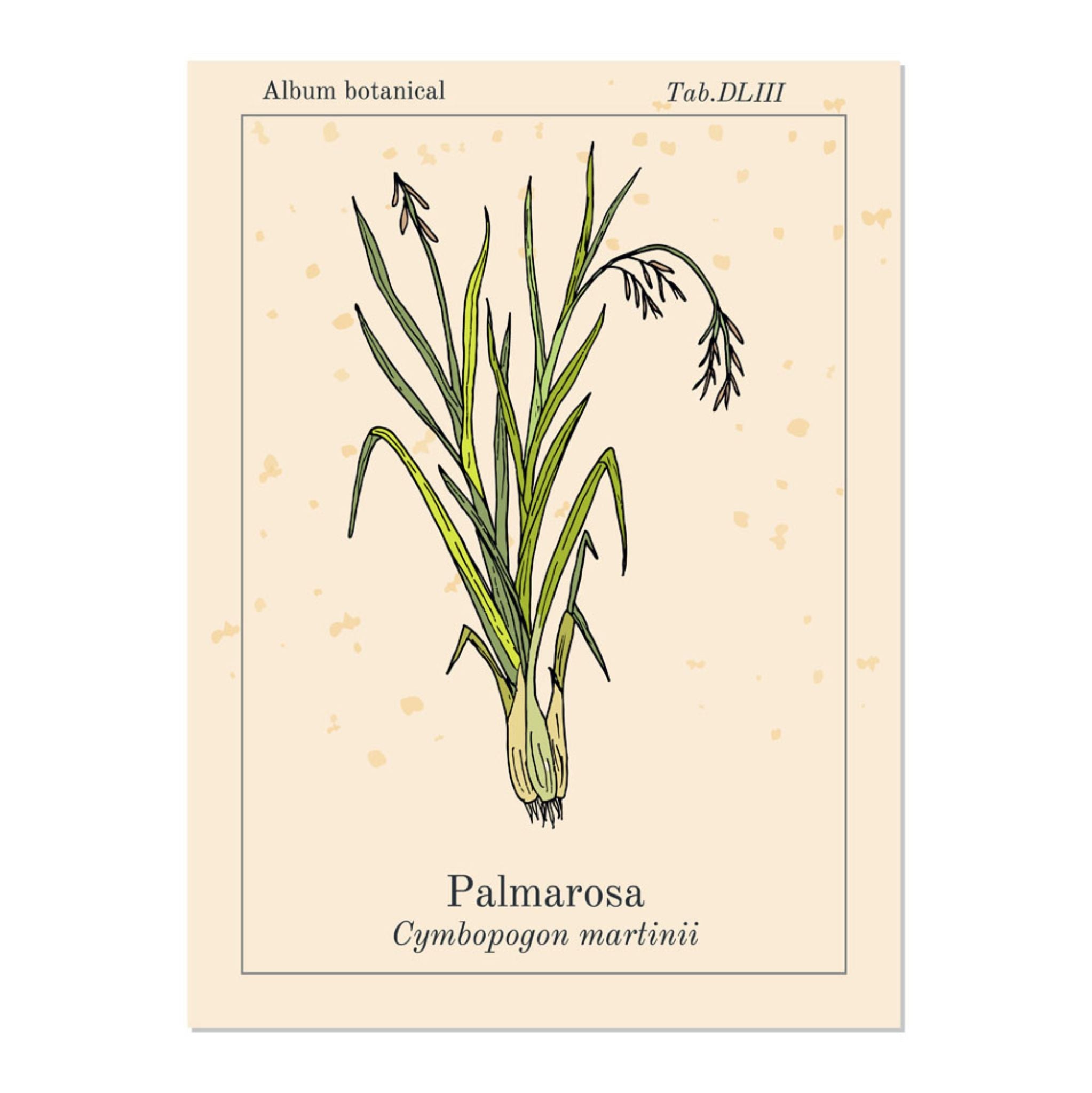 Palmarosa Organic Essential Oil