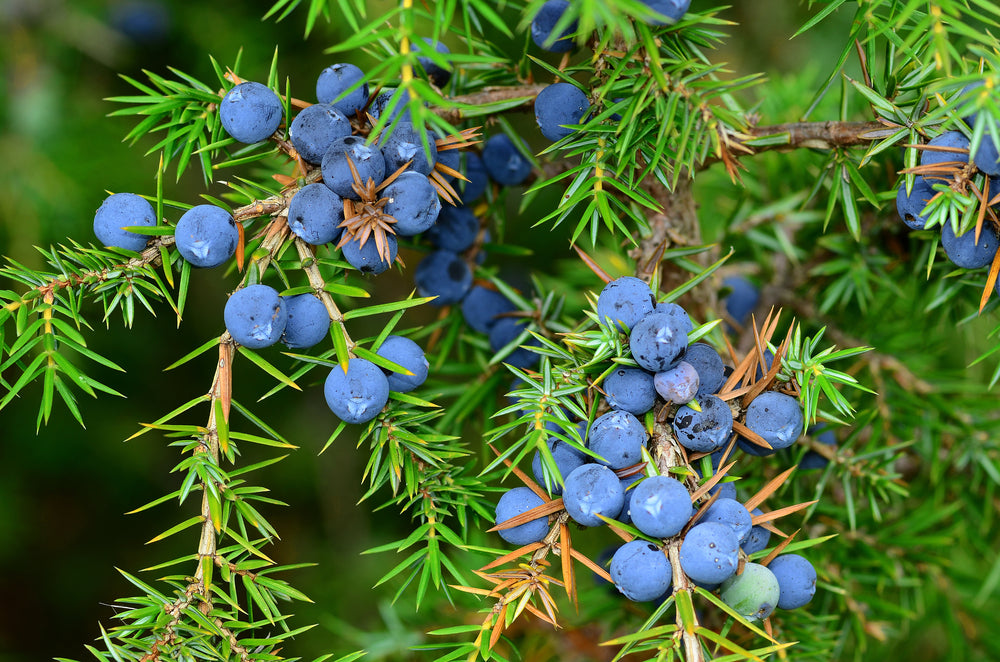 Juniper Berry Himalayan Essential Oil