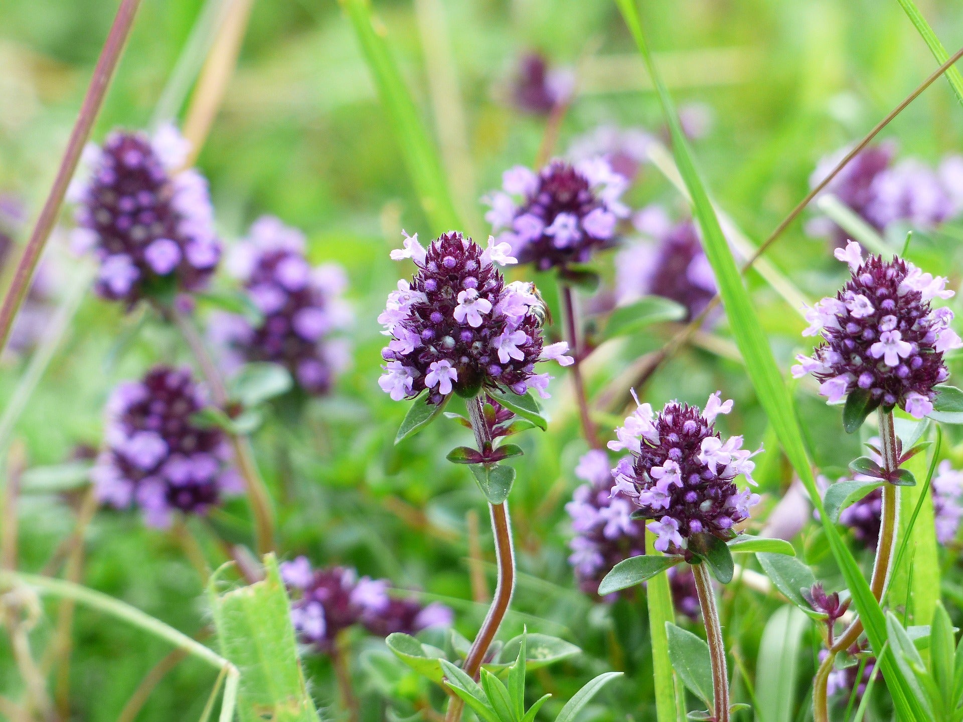 Spanish Verbena Essential Oil